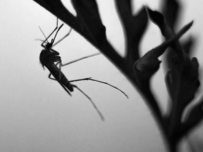 About Termite Damage Repair Pros - termite exterminators experts in Tampa